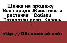 Щенки на продажу - Все города Животные и растения » Собаки   . Татарстан респ.,Казань г.